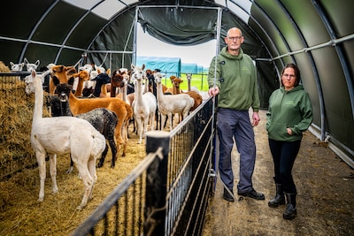 Alpacahouders vrezen de wolf en bouwen eigen hekken zonder subsidie: ‘We gaan niet wachten op schade
