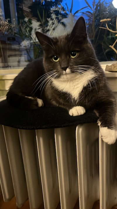 Heb jij Miu Miu, Macho of Sifke gezien? Deze 12 huisdieren worden in Utrecht vermist