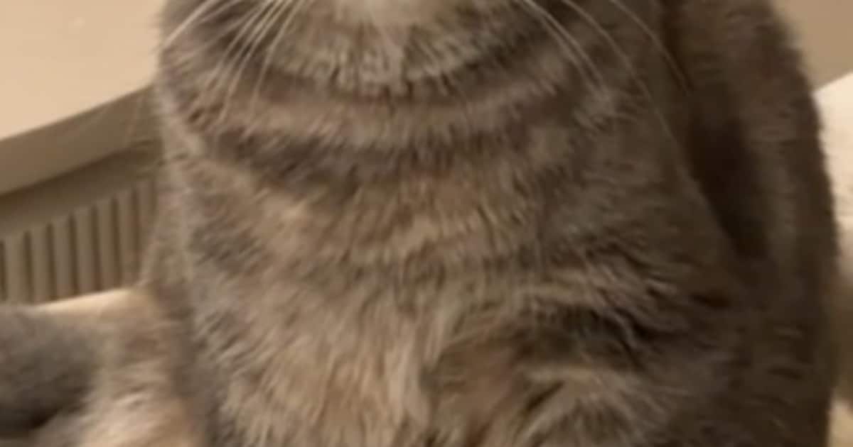 Heb jij Mimi gezien? Dit huisdier wordt in Vlissingen vermist