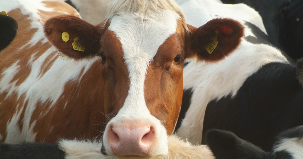 Beste koeien en kalveren uit de regio weer op keuring in Wanneperveen