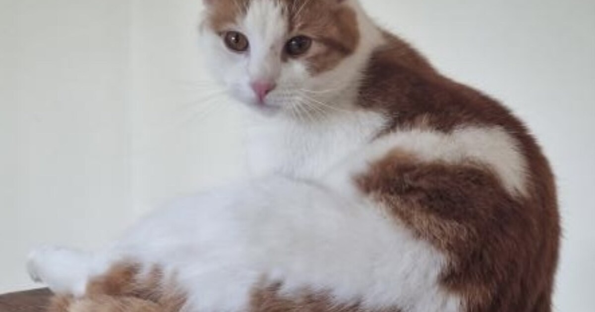 Heb jij Nacho gezien? Dit huisdier wordt in Maasgouw vermist
