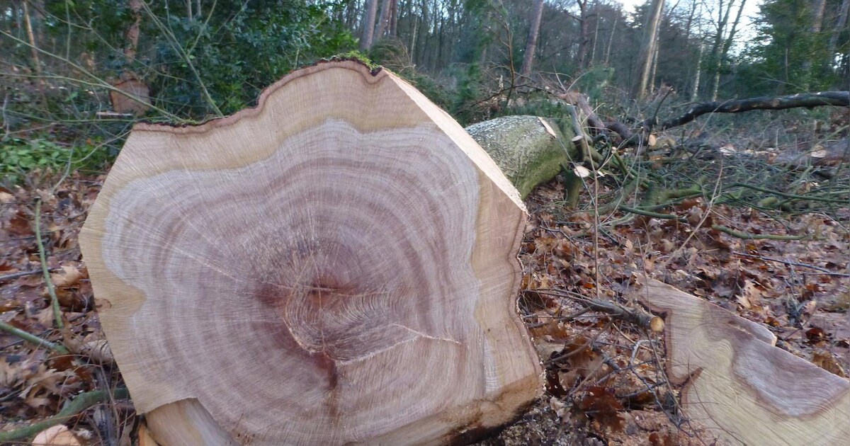 Gemeente laat 459 gevaarlijke bomen kappen