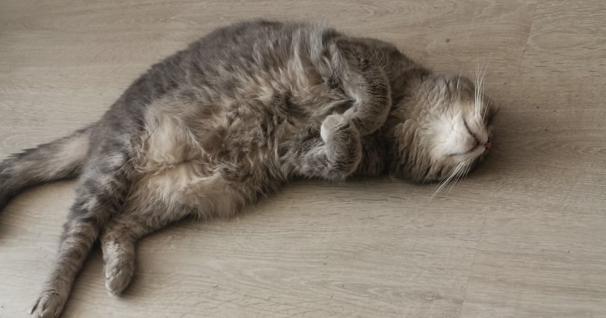 Heb jij Speedy gezien? Dit huisdier wordt in Veendam vermist
