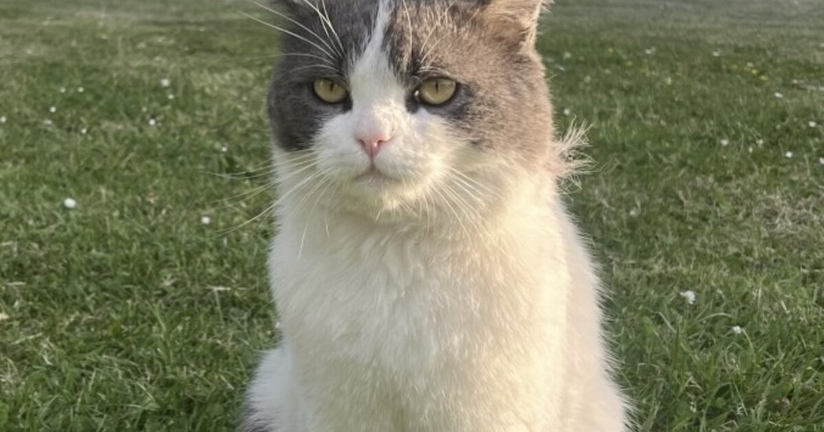 Heb jij Cooper, Burnuk of Snipper gezien? Deze vijf huisdieren worden in Maasgouw vermist