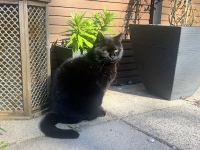 Have you seen Genco, Zacky or Nala? These 15 pets are missing in Haarlem