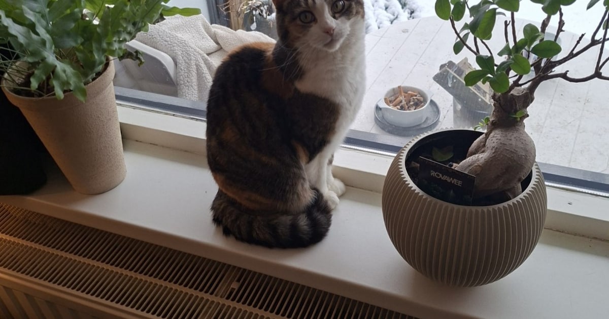 Heb jij Pann gezien? Dit huisdier wordt in Woerden vermist