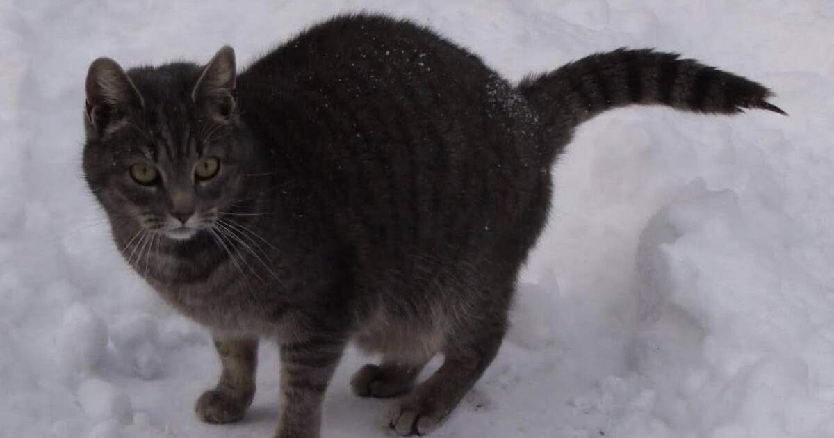Heb jij Marilyn of Tijger gezien? Deze twee huisdieren worden in Hollands Kroon vermist