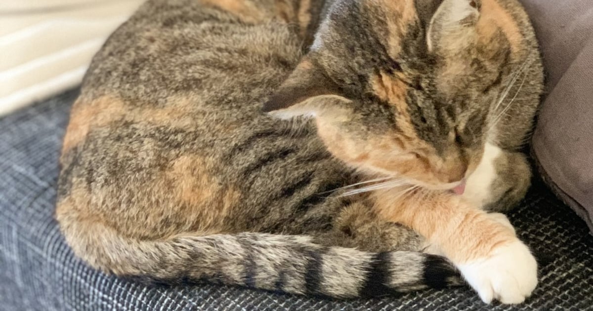 Heb jij Merlijn of Sheyna gezien? Deze twee huisdieren worden in Roosendaal vermist