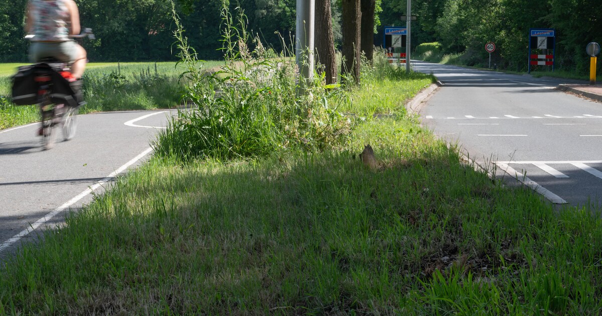 Woede om gemaaide bloemen langs deze weg: ‘Een schande dat dit juist in mei gebeurt’