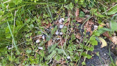 Boswandeling bij Ellecom met gids van het IVN