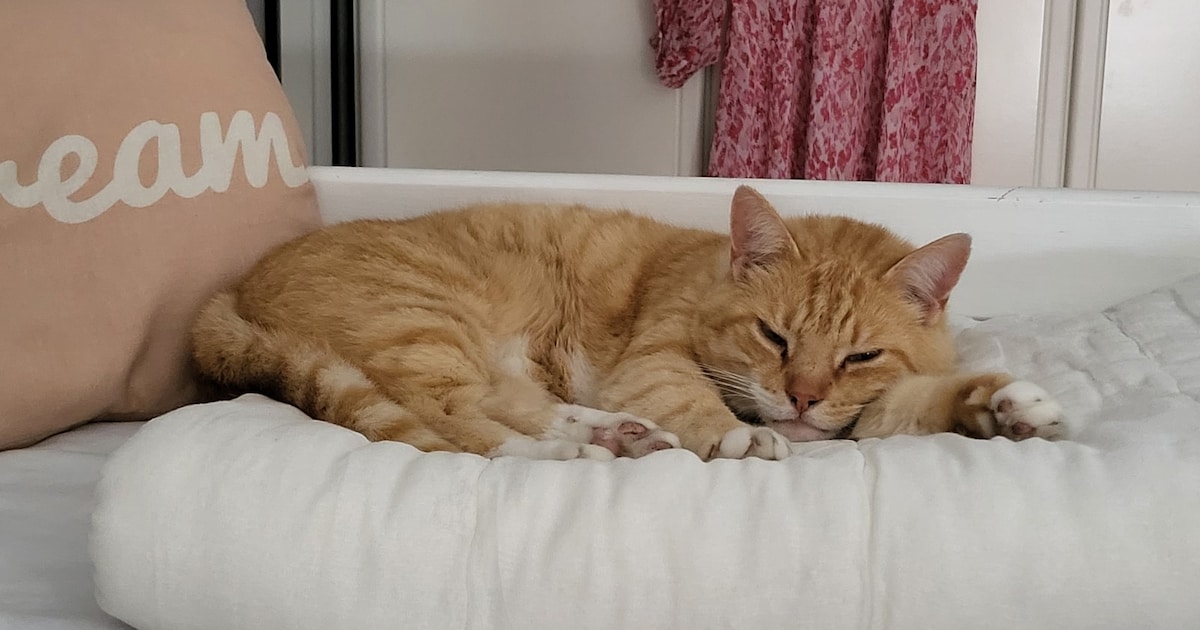 Heb jij Micky gezien? Dit huisdier wordt in Scherpenzeel vermist