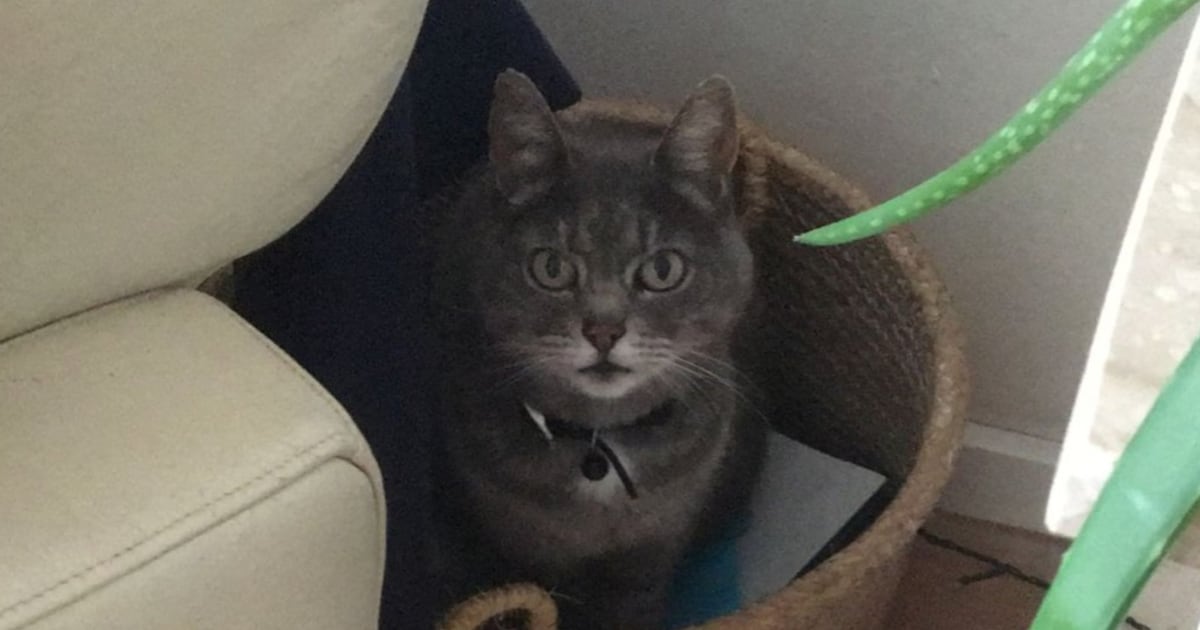 Heb jij Maus gezien? Dit huisdier wordt in Soest vermist