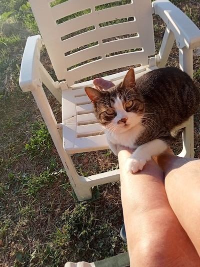 Heb jij Cielo of Felix gezien? Deze twee huisdieren worden in Gouda vermist