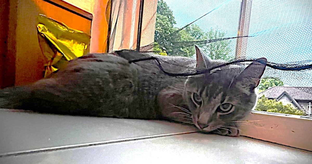 Heb jij Rocky, Sayra of Misty gezien? Deze vijf huisdieren worden in Barneveld vermist