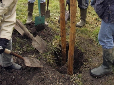 Barneveld wil 333 bomen planten voor groenere omgeving