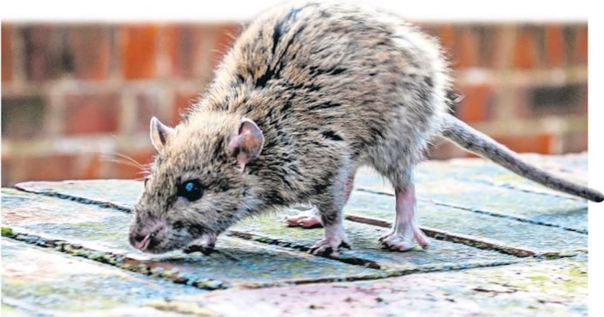 Reusel-De Mierden stopt met ongediertebestrijding op privéterrein