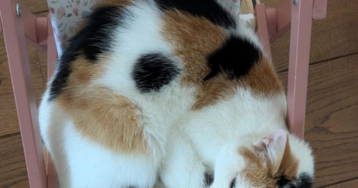 Heb jij Rumi, Vlinder of Jack gezien? Deze drie huisdieren worden in Overbetuwe vermist
