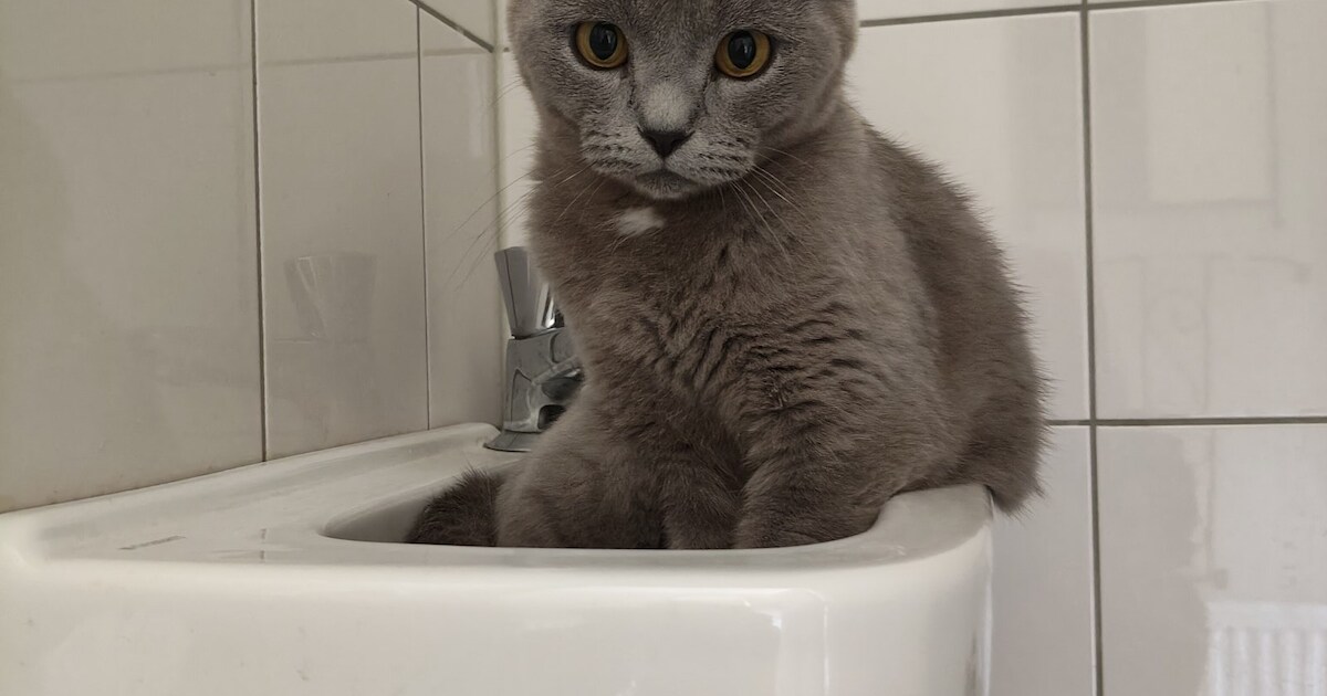 Heb jij Misty gezien? Dit huisdier wordt in Leudal vermist