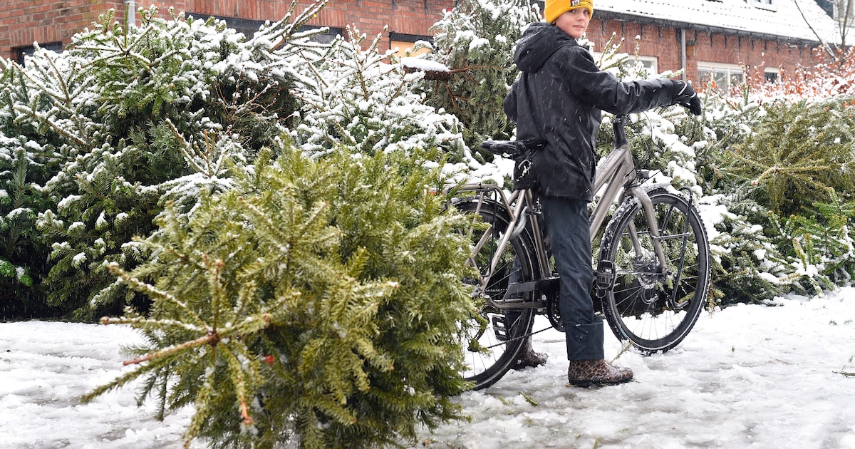 Stef (12) uit Amersfoort besteedt vakantie aan... het ophalen van kerstbomen: ‘Met sneeuw extra moei