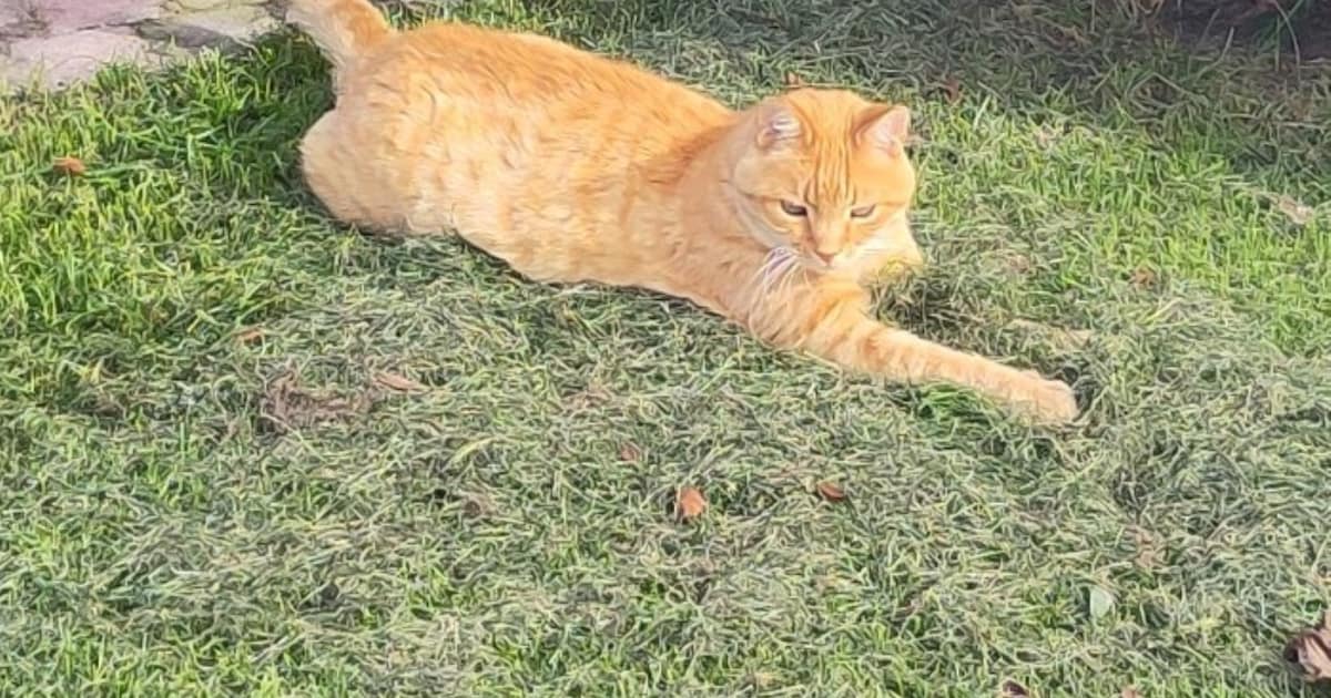 Heb jij Jip of Thumble gezien? Deze 2 huisdieren worden in Haarlem vermist