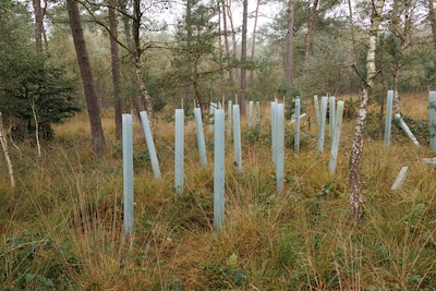 IVN wandeling ‘Bos voor de toekomst’ in Rozendaal