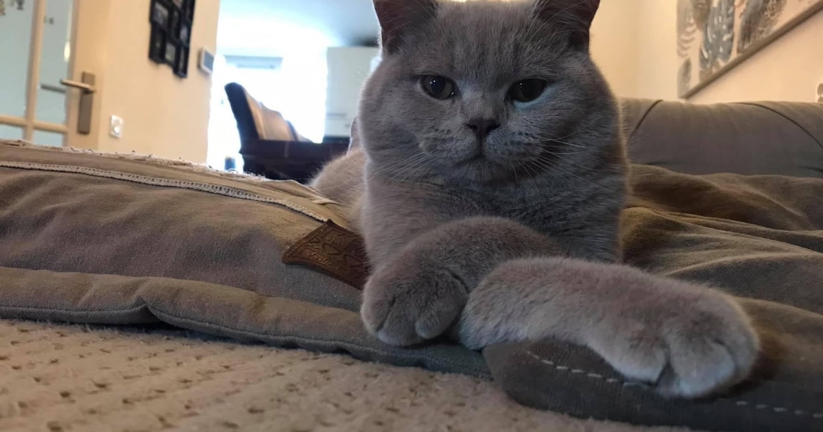 Heb jij Bailey, Puk of Disco gezien? Deze vijf huisdieren worden in Noordenveld vermist