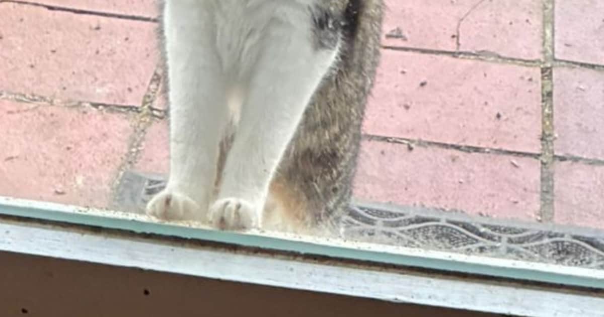 Heb jij Tijgertje gezien? Dit huisdier wordt in Heumen vermist