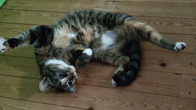 Heb jij Poemba, Tokki of Castiél gezien? Deze acht huisdieren worden in Helmond vermist