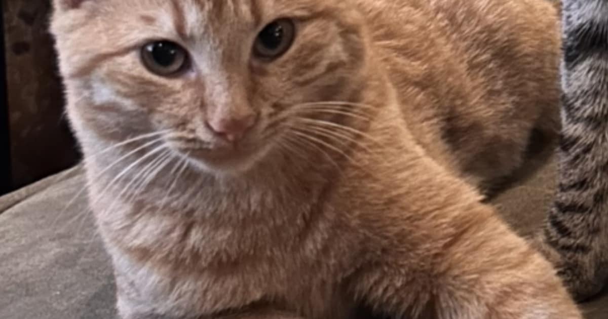 Heb jij Pepper of Guusje gezien? Deze twee huisdieren worden in Kaag en Braassem vermist