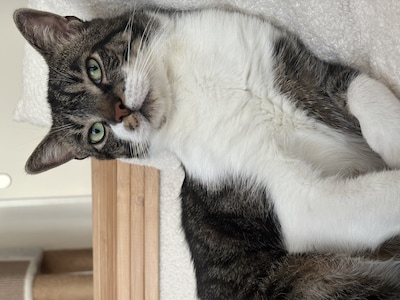 Heb jij Gizmo gezien? Dit huisdier wordt in Veenendaal vermist