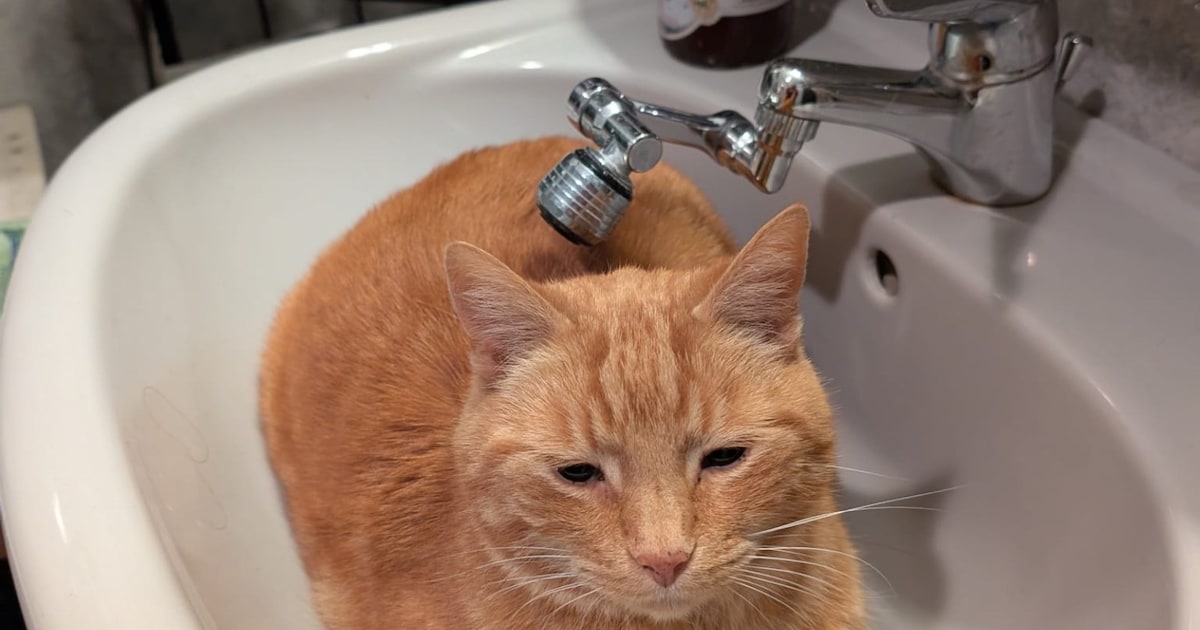 Heb jij Chipito of Gymli gezien? Deze twee huisdieren worden in Brunssum vermist