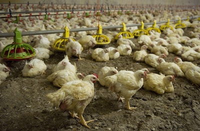Na drie maanden staan er weer kippen in de stal van Jan Breteler, maar angst voor vogelgriep blijft