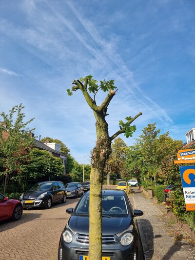 Bomen gekortwiekt in professorenbuurt: ‘Ik wil gewoon een nieuwe boom’