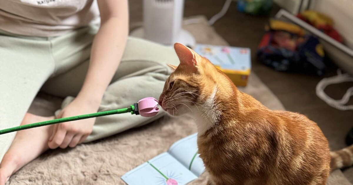 Heb jij Simba of Aagje gezien? Deze twee huisdieren worden in Ommen vermist