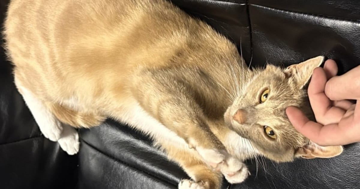 Heb jij Pupa, Pip of Sjors gezien? Deze vijf huisdieren worden in Hollands Kroon vermist | Foto