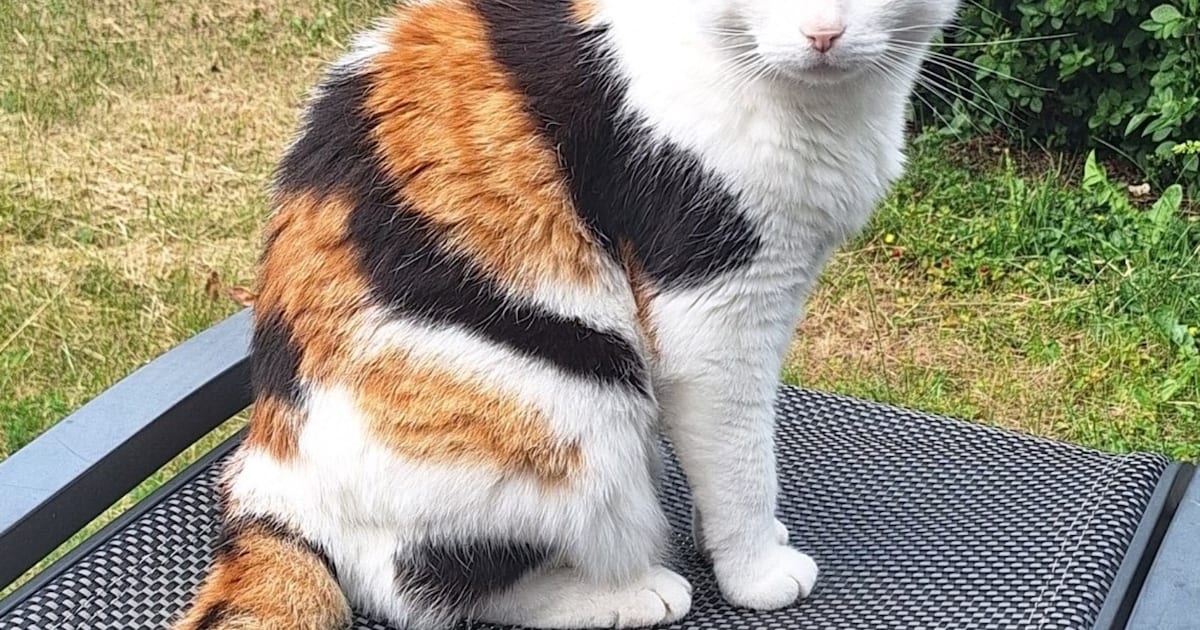Heb jij Lucky gezien? Dit huisdier wordt in Beesel vermist
