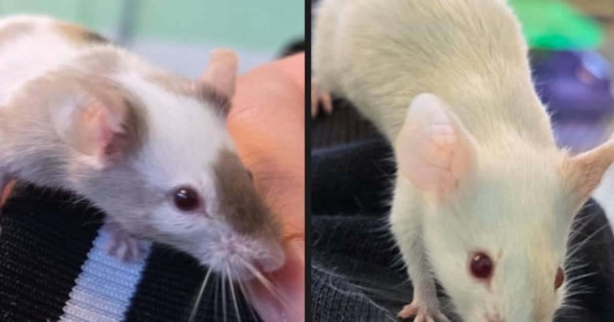 Gedumpte muizen gevonden naast container in Naaldwijk, dieren krijgen onderdak in Vlaardingen