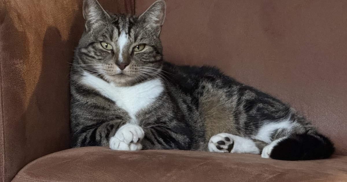 Heb jij Kobe gezien? Dit huisdier wordt in Lansingerland vermist