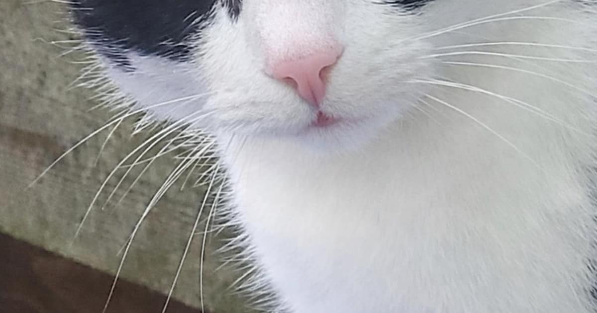 Heb jij Felix gezien? Dit huisdier wordt in Pekela vermist