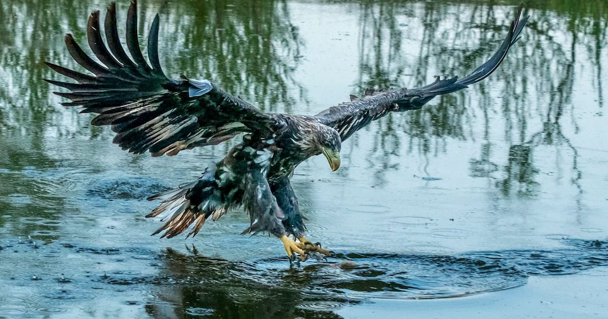 IJsvogel of visarend: op deze datum kun je wintervogels spotten vlakbij Deventer