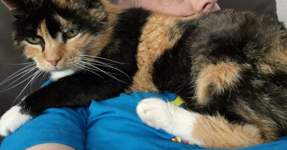 Heb jij Luna gezien? Dit huisdier wordt in Sint-Michielsgestel vermist