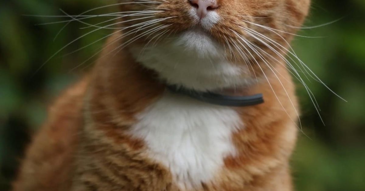 Heb jij Moos of Rocky gezien? Deze twee huisdieren worden in Pijnacker-Nootdorp vermist