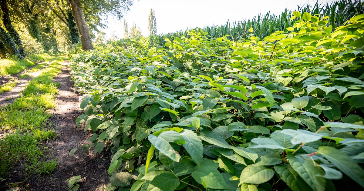 Japanse duizendknoop aangepakt bij Mensinge