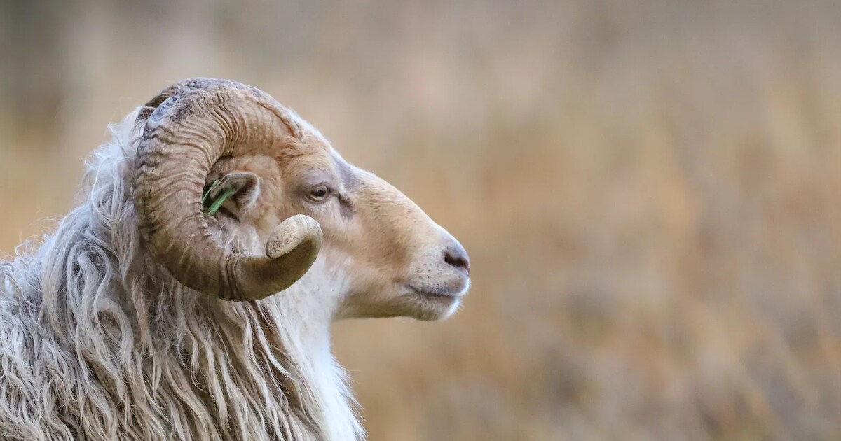 Schapenknipdagen in Dwingeloo starten deze woensdag | Westerveld