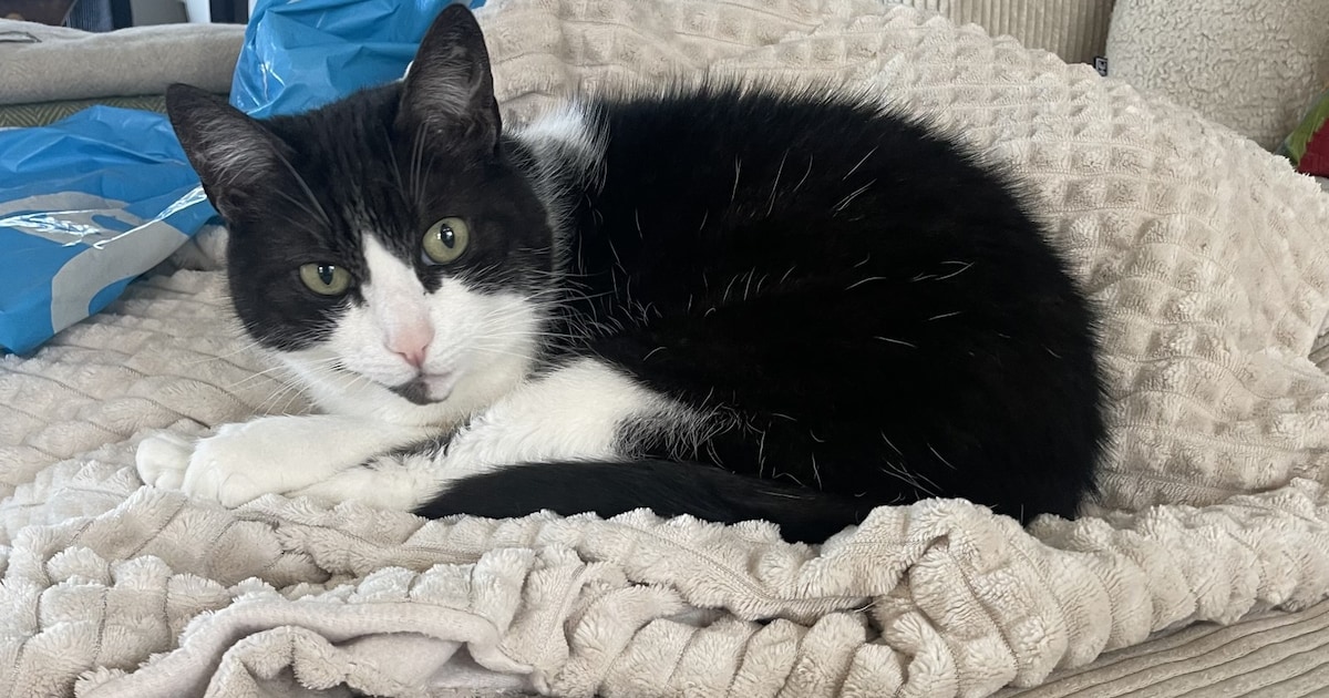 Heb jij Ukkie, Tony of Ramses gezien? Deze vijf huisdieren worden in De Bilt vermist