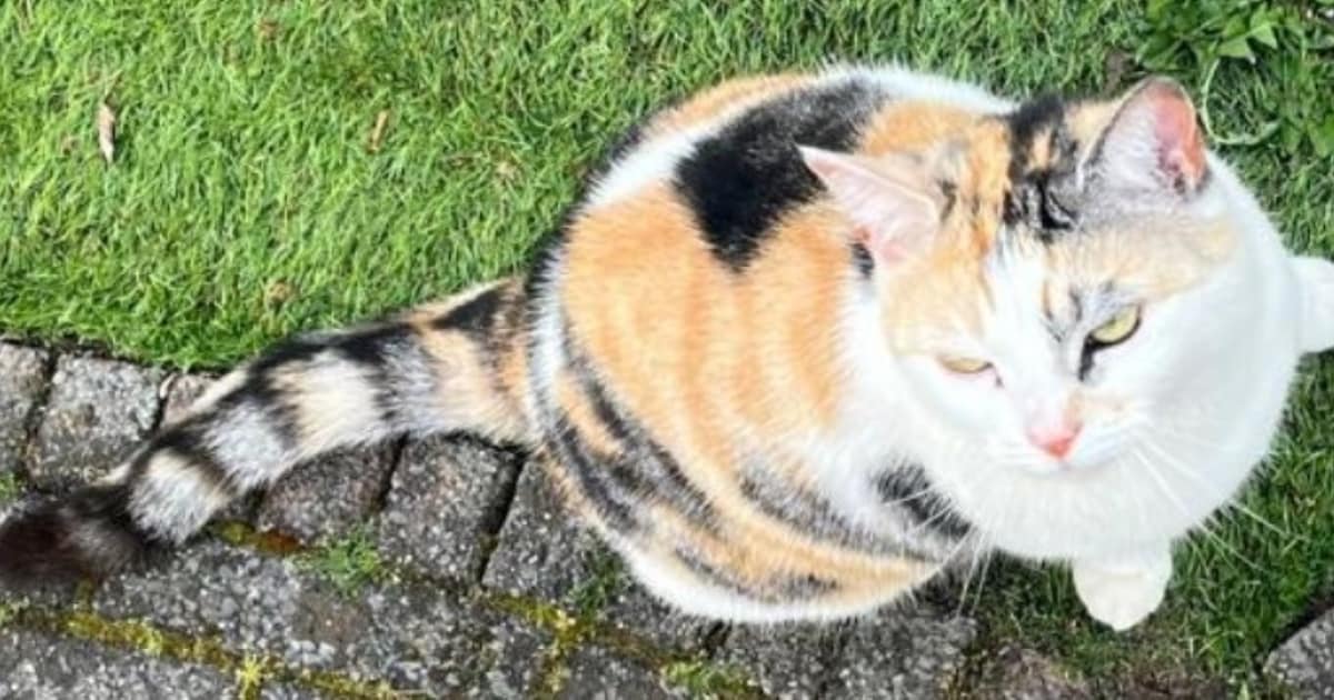 Heb jij Snowy, Bal of Pinot gezien? Deze drie huisdieren worden in Bernheze vermist