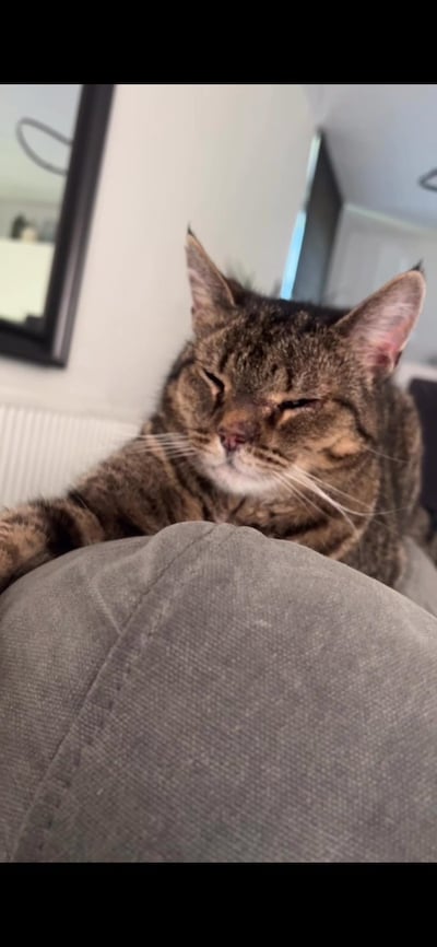 Heb jij Mies, Jaron of Yuki gezien? Deze zeven huisdieren worden in Deventer vermist
