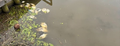 Dode vissen aangetroffen bij gemaal Nieuwkoop, waarschijnlijk door te weinig zuurstof in water