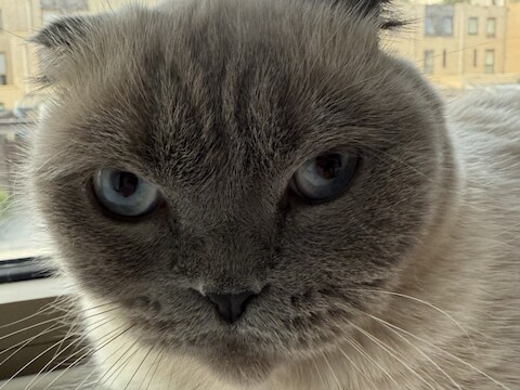 Heb jij Raja, Snoofy of Jip gezien? Deze 11 huisdieren worden in Rotterdam vermist