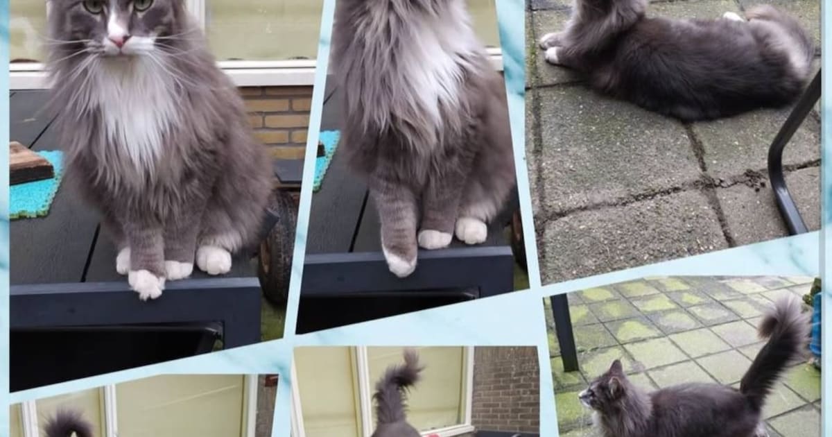 Heb jij Jack gezien? Dit huisdier wordt in Achtkarspelen vermist